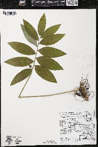 Polygonatum pubescens image