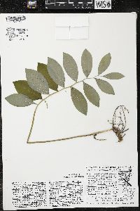 Polygonatum pubescens image