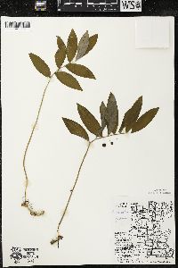 Polygonatum pubescens image