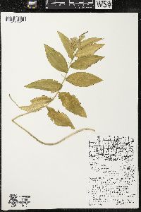 Polygonatum pubescens image