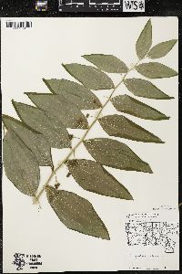 Polygonatum pubescens image