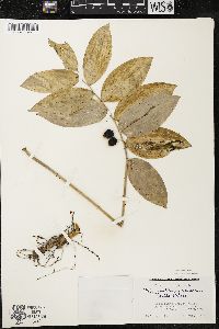 Polygonatum pubescens image