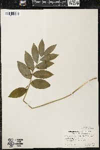 Polygonatum pubescens image