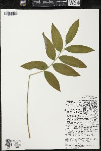 Polygonatum pubescens image