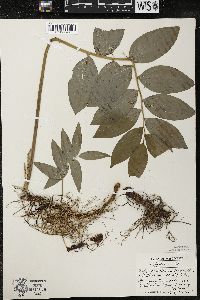 Polygonatum pubescens image