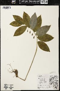 Polygonatum pubescens image