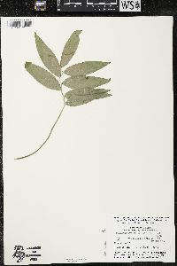 Polygonatum pubescens image