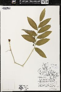 Polygonatum pubescens image