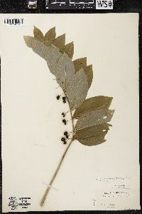 Polygonatum pubescens image