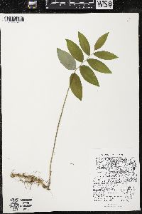 Polygonatum pubescens image