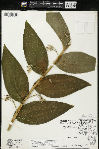 Polygonatum biflorum var. commutatum image