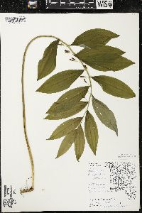 Polygonatum pubescens image