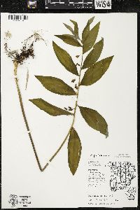 Polygonatum pubescens image
