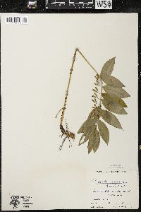Polygonatum pubescens image