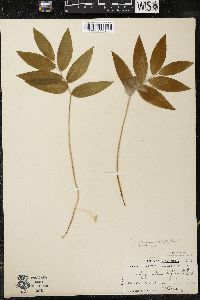Polygonatum pubescens image