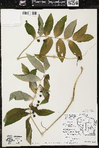 Polygonatum pubescens image