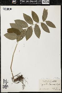 Polygonatum pubescens image