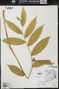 Maianthemum racemosum subsp. racemosum image