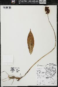 Maianthemum racemosum subsp. racemosum image