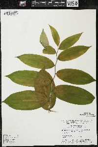 Maianthemum racemosum subsp. racemosum image