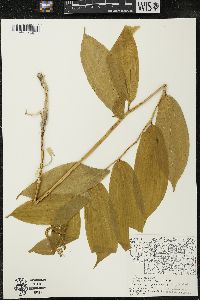 Maianthemum racemosum subsp. racemosum image