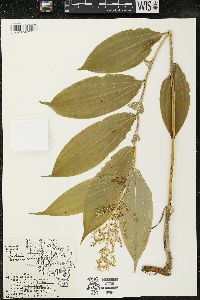 Maianthemum racemosum subsp. racemosum image