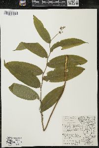 Maianthemum racemosum subsp. racemosum image
