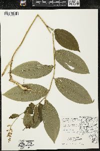 Maianthemum racemosum subsp. racemosum image