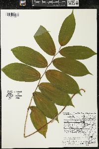 Maianthemum racemosum subsp. racemosum image