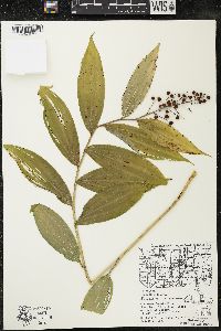Maianthemum racemosum subsp. racemosum image