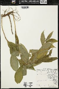 Maianthemum racemosum subsp. racemosum image
