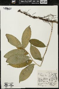 Maianthemum racemosum subsp. racemosum image