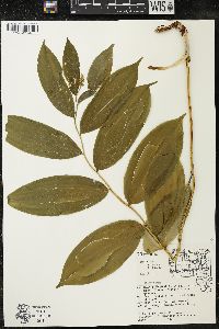 Maianthemum racemosum subsp. racemosum image