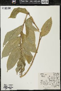 Maianthemum racemosum subsp. racemosum image