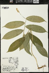 Maianthemum racemosum subsp. racemosum image