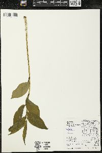Maianthemum racemosum subsp. racemosum image