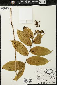 Maianthemum racemosum subsp. racemosum image