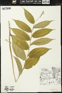Maianthemum racemosum subsp. racemosum image
