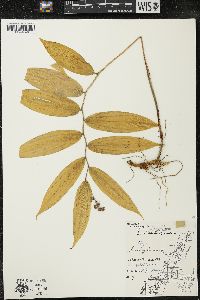 Maianthemum racemosum subsp. racemosum image