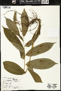 Maianthemum racemosum subsp. racemosum image