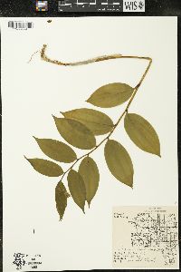 Maianthemum racemosum subsp. racemosum image