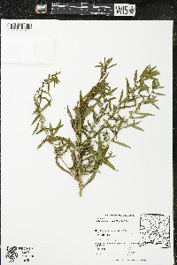 Ludwigia polycarpa image