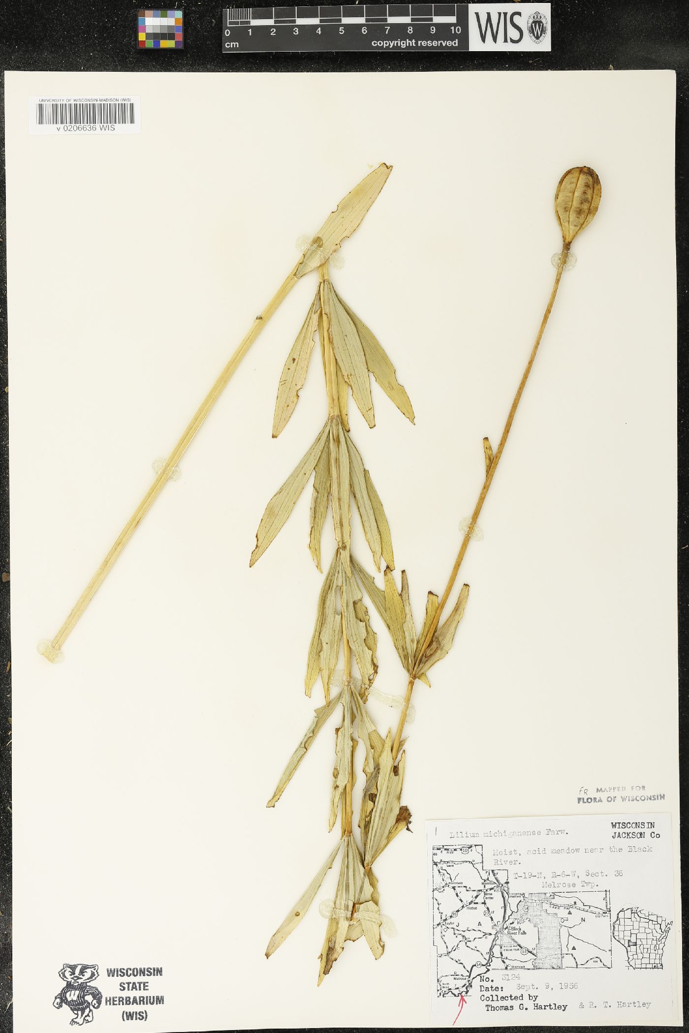 Lilium michiganense image