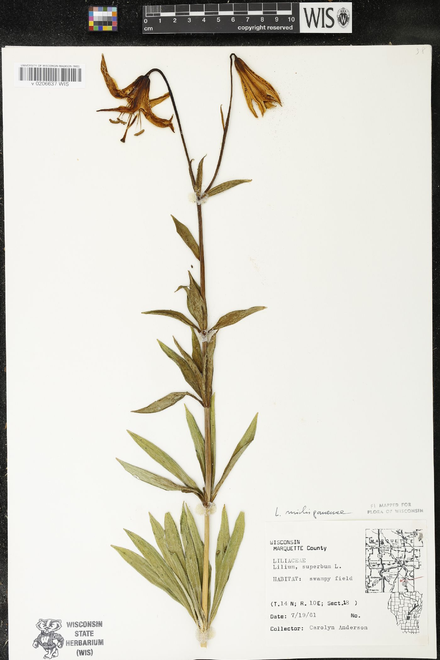 Lilium michiganense image