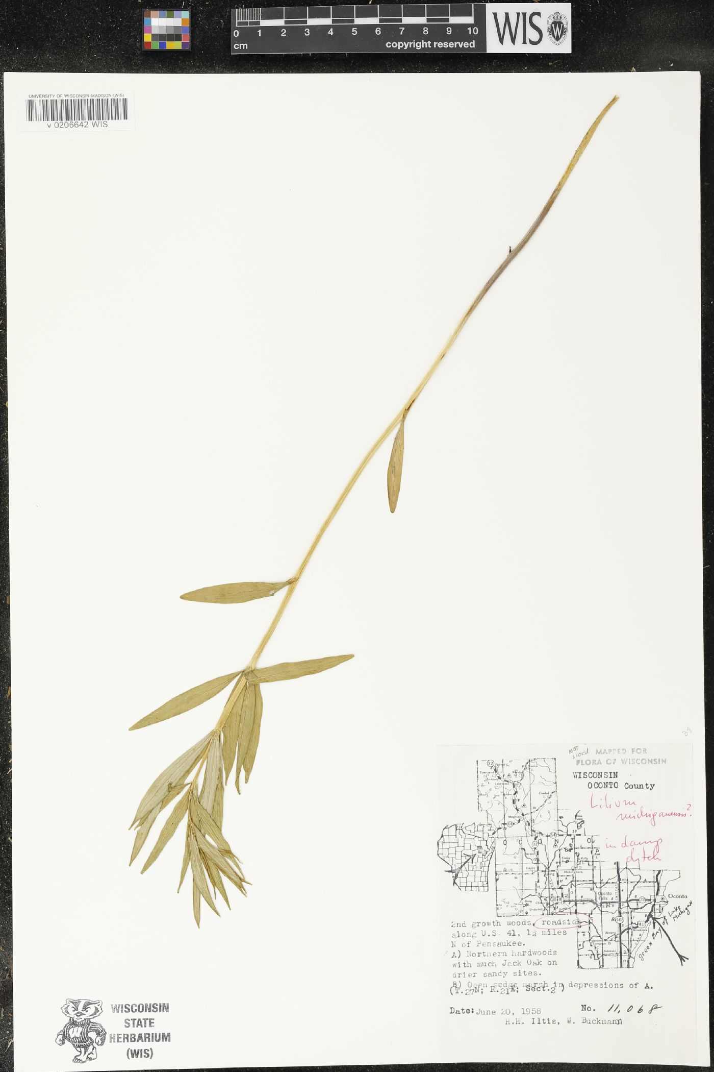 Lilium michiganense image