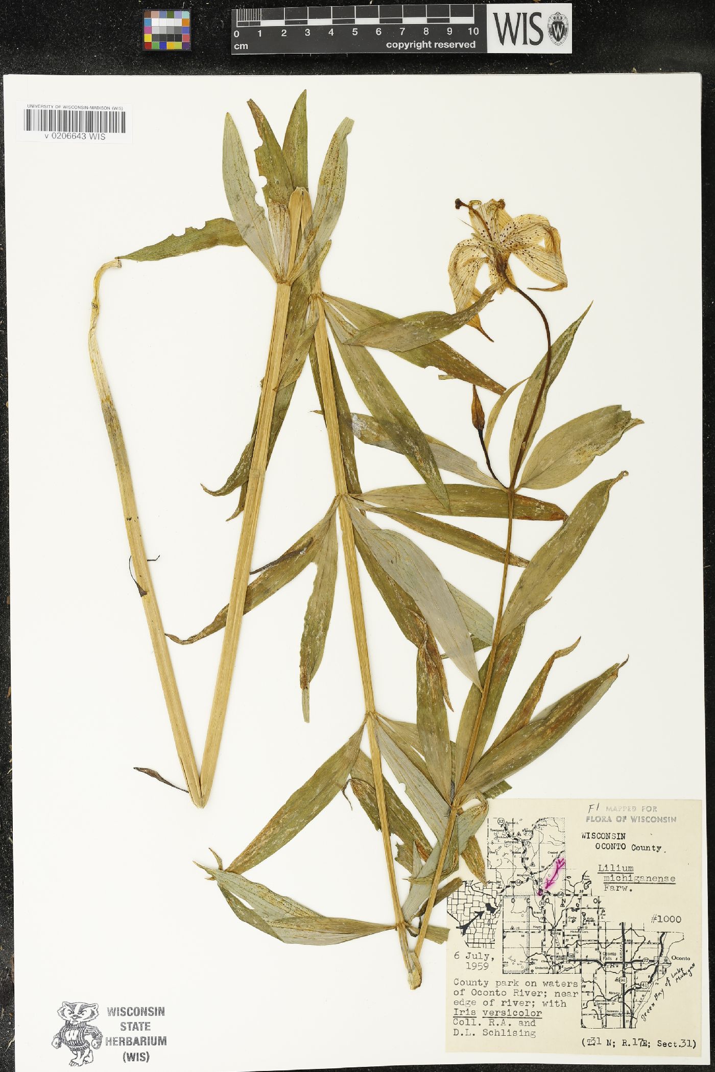 Lilium michiganense image