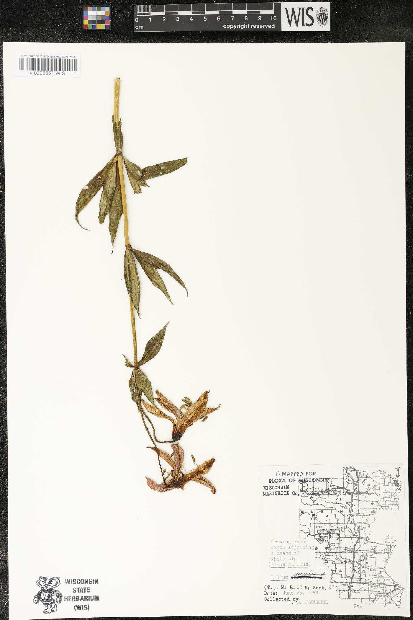 Lilium michiganense image