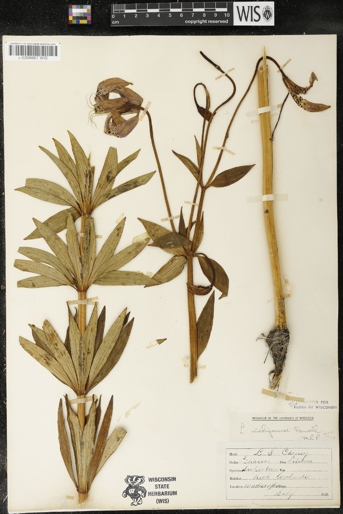 Lilium michiganense image