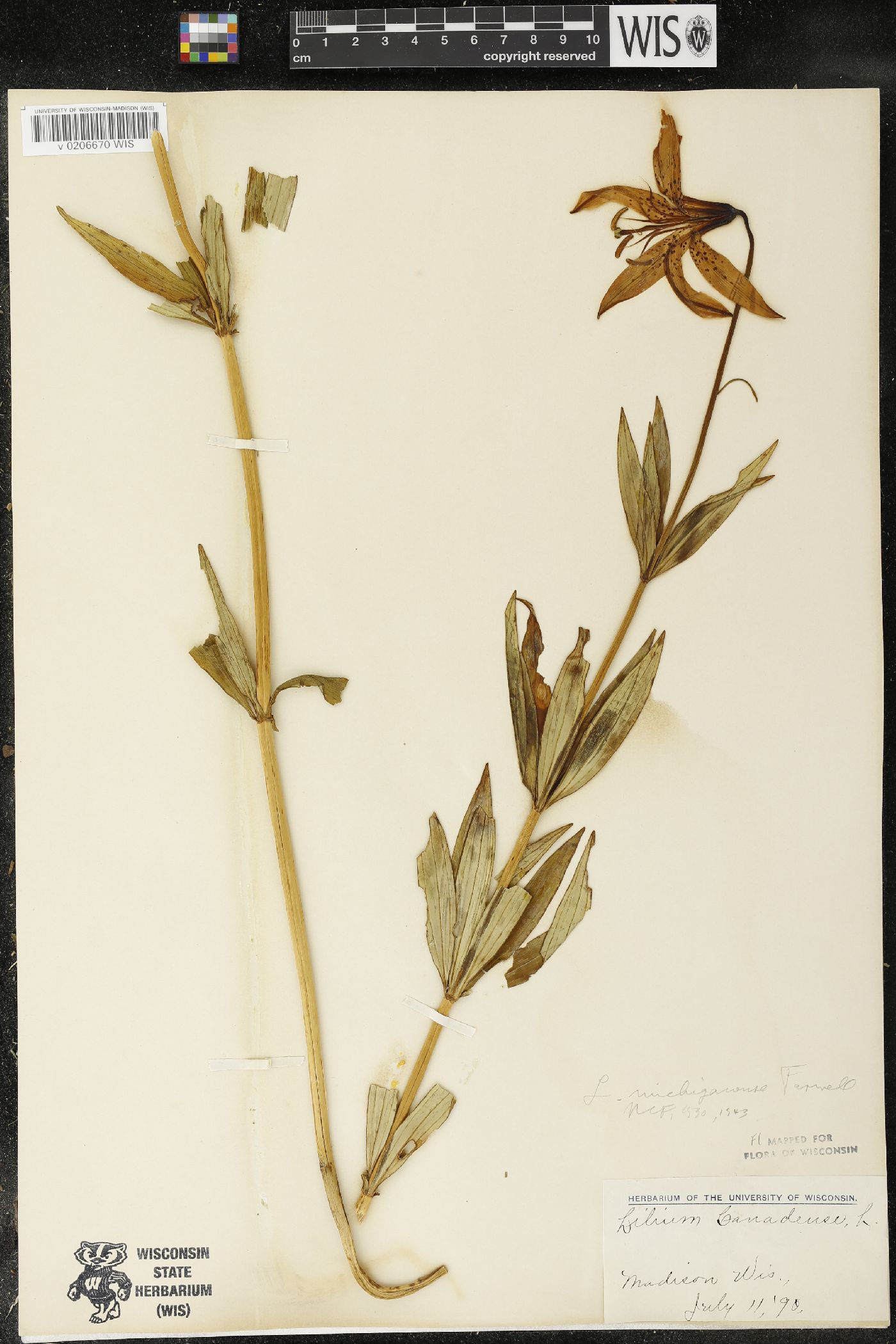 Lilium michiganense image