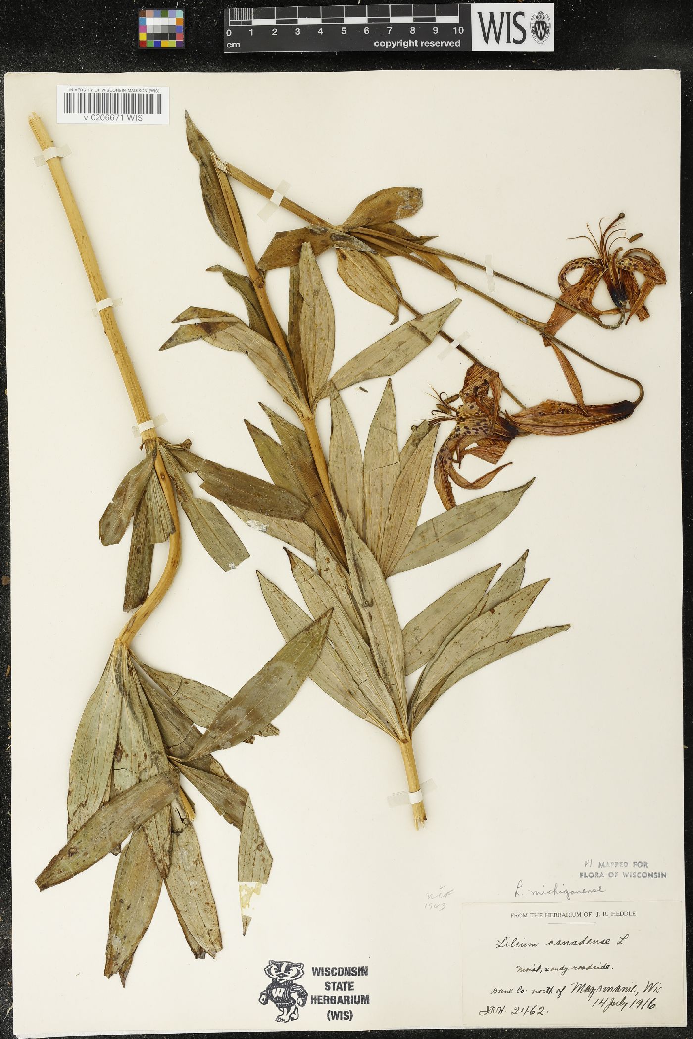 Lilium michiganense image